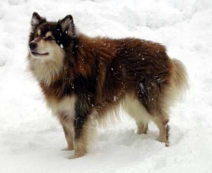Ruska