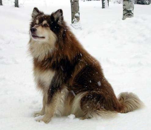 Ruska