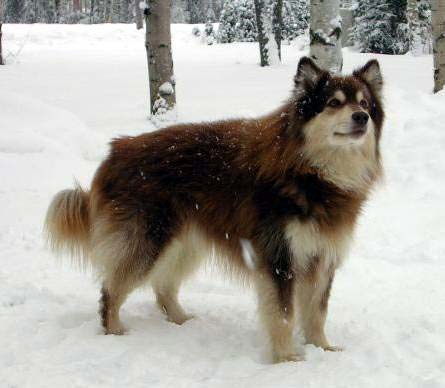 Ruska