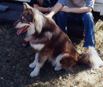 Koira