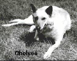 chelsea1.jpg (27700 bytes)