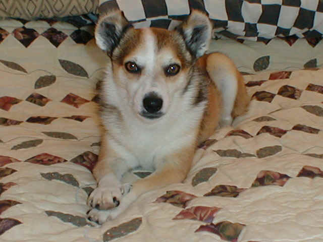 dreamboatwillie.jpg (30045 bytes)