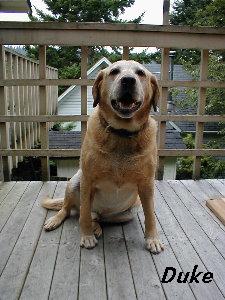 dukie.jpg (38273 bytes)