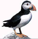 puffin.jpg (9261 bytes)