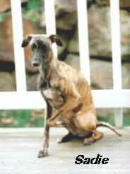 sadie.jpg (26095 bytes)