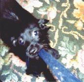 sallytug.jpg (20192 bytes)