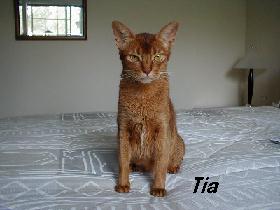 tia.jpg (20484 bytes)