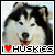 Siberian Huskies