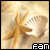 conchitas, n�car, estrellas de mar...