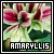 Amarilis