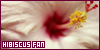 Hibiscus... Cucardas