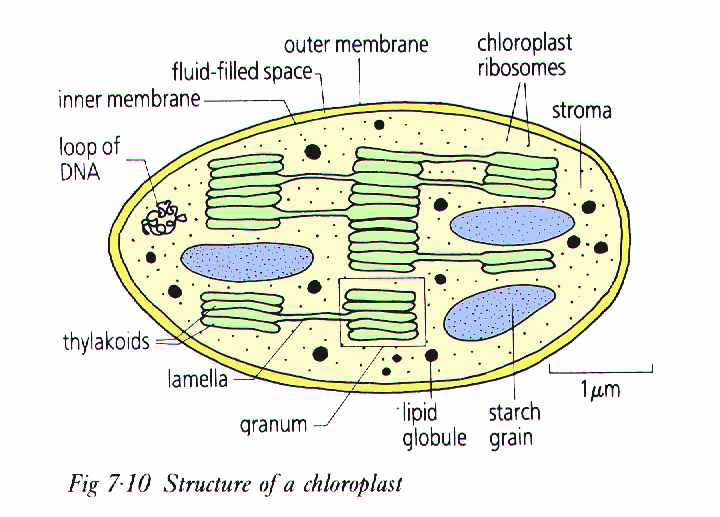 a chloroplast is wrapped with double layer of membrane venn diagram of stroma and granum