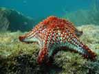 Colorful Star Fish