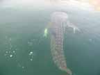 Full Whaleshark