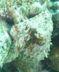 Octo trying to blend in