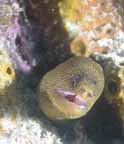 Eel