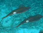 Squid Pair