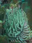Anemones