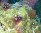 Christmas Tree Worms