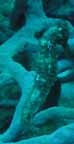 Seahorse