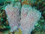 Sponges