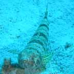 Torpedo