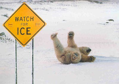 Ice bear
