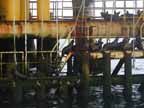 Sea Lion Jungle Gym