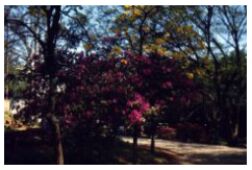 Alameda-Azalea
