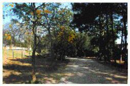 Alameda-Ipe