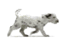Image of puppyrun.gif