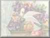 Dove