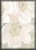 Dogwood