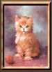 Calico&nbspp;Kitty