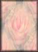My&nbsp;Rose&nbsp;2