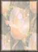 My&nbsp;Rose