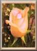 My&nbsp;Rose