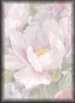 Pink&nbsp;Flowers