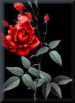 Red&nbsp;Roses