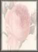 Rose&nbsp;Bud