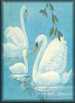 Swan