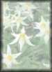 White&nbsp;Flowers