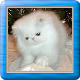 Campbellkatz Selene of Luvhaven -- "Odda"