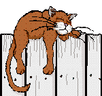 cat 14.gif (8364 bytes)