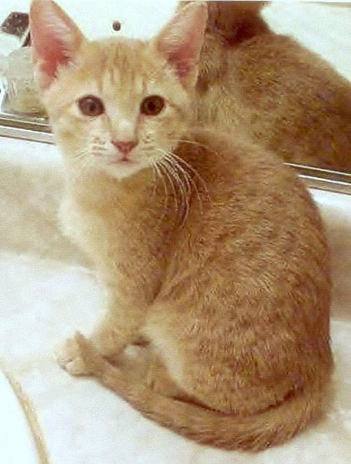 Tigger