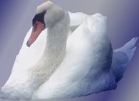 swan
