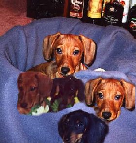dogs