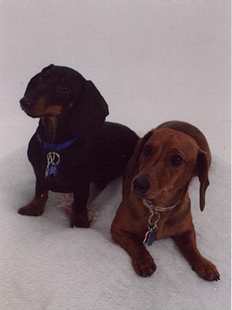 puppies