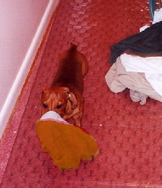orange undies