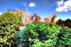 green trees